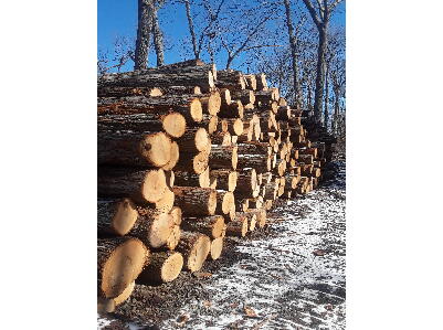 D M L landclearing and logging