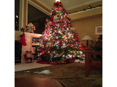 Dave's Christmas Tree Lot