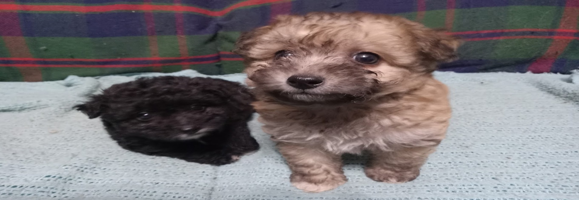 Donna's Little Friends
