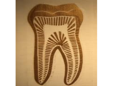 Douglas R Maxson DDS