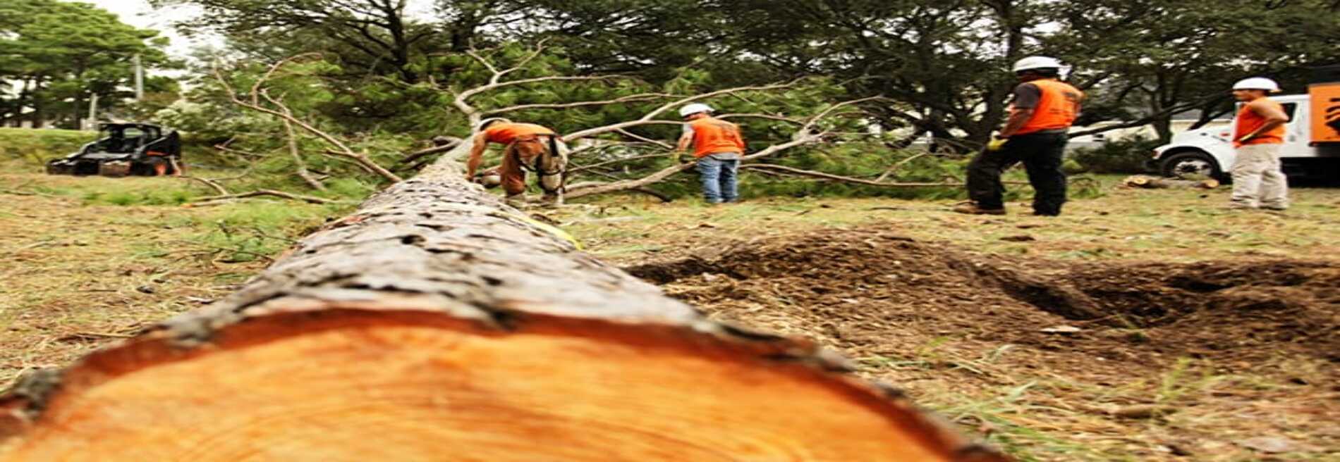 F A Tree Service
