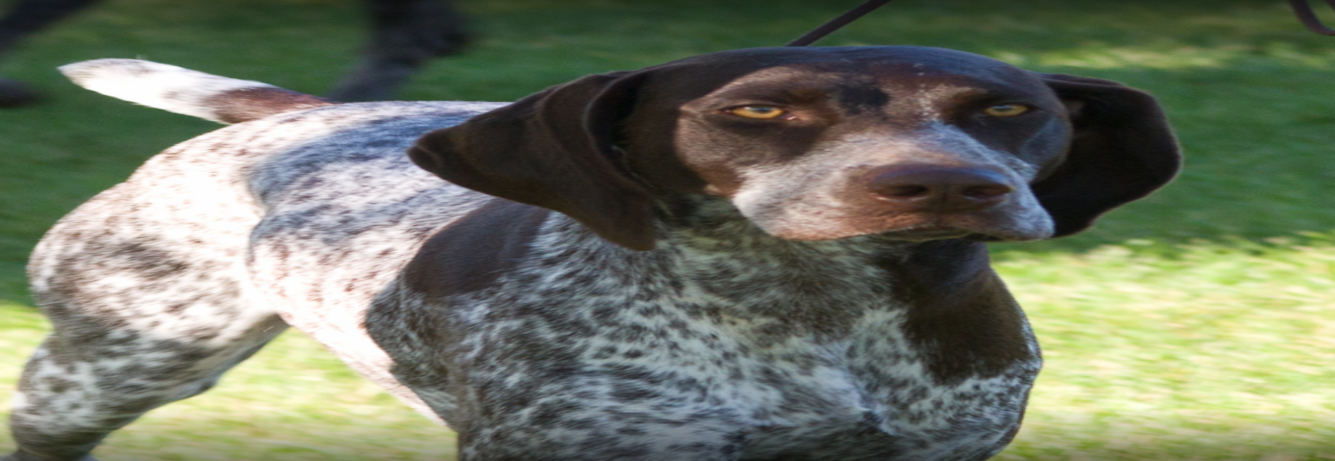 Fly-N-Hy Kennels