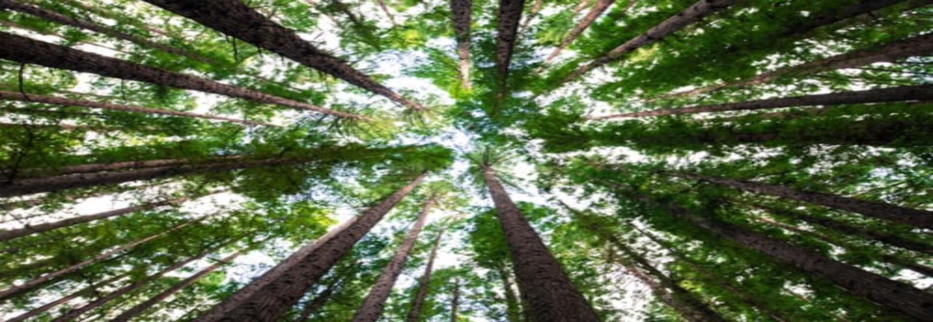 G&Z Tree Service LLC