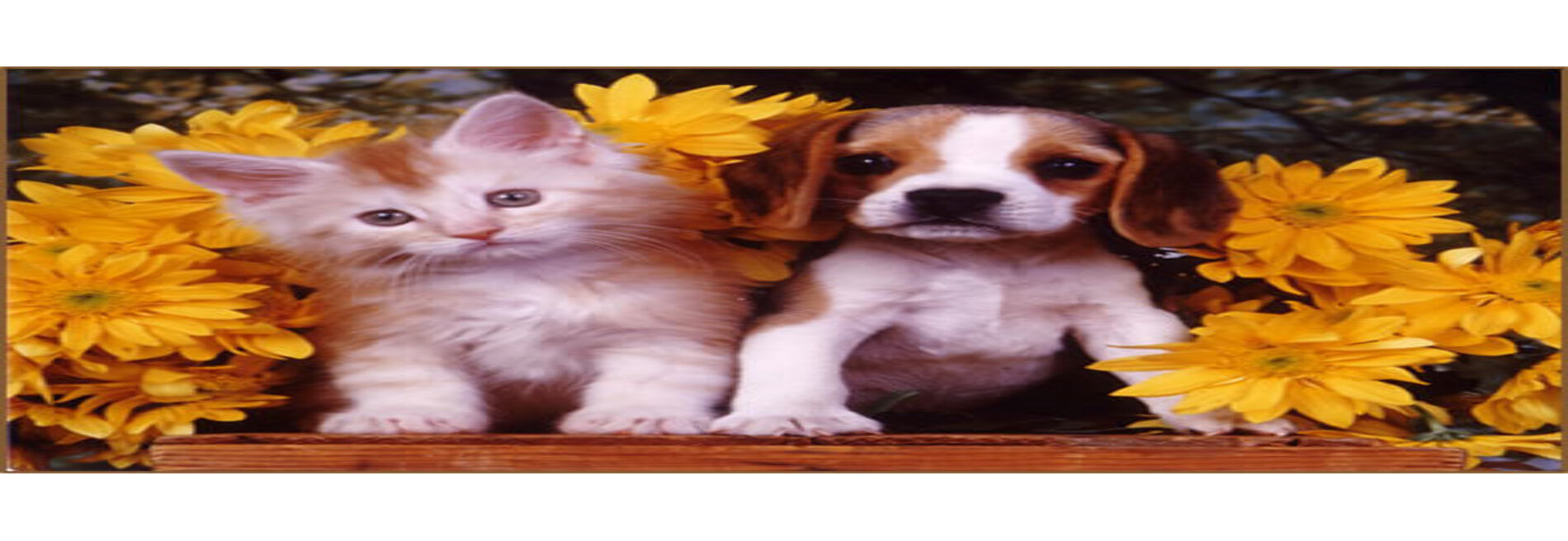 Garden Park Animal Clinic