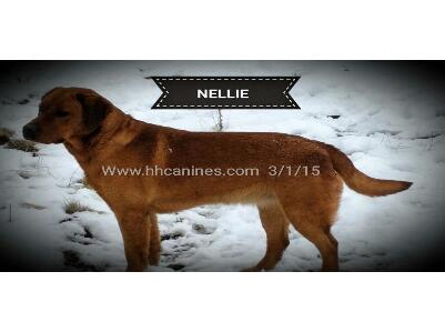H & H Red Canon Canines