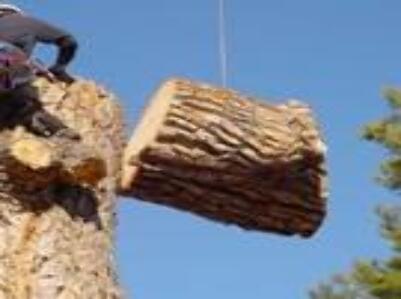 J & C Tree Service