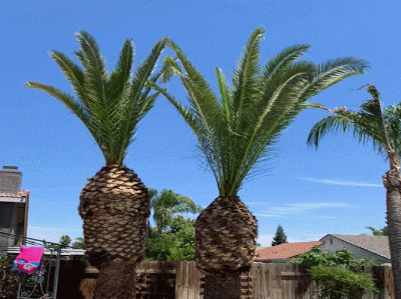 J Flores Tree Service