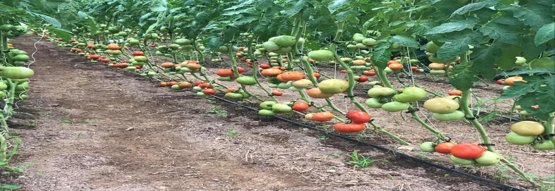 K&J Farm Market