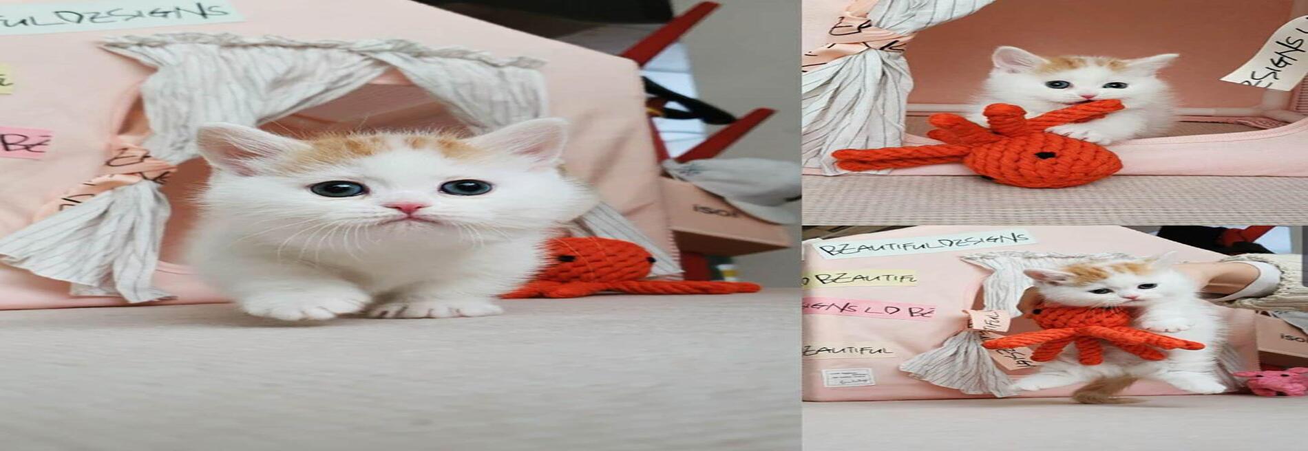 Kings-Line Munchkin Cattery