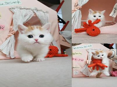 Kings-Line Munchkin Cattery