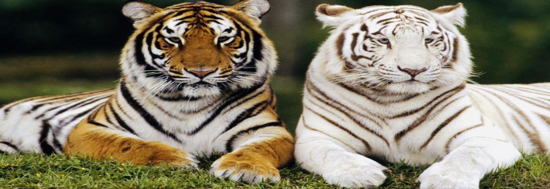 Miami Exotic Animals