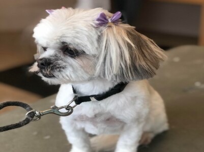 Paws n Claws Pet Grooming