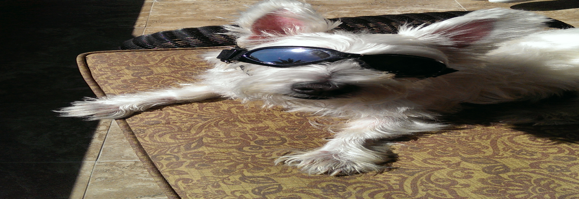 Paws N Tails in Motion LLC