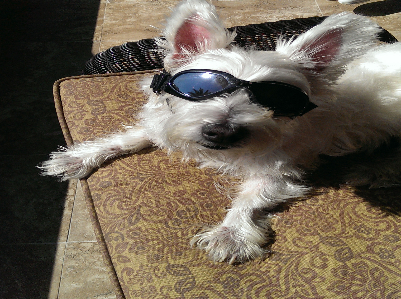 Paws N Tails in Motion LLC