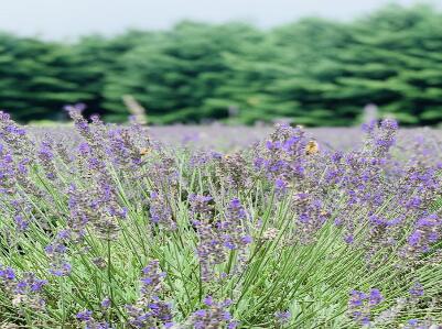 Shades of Lavender Farm