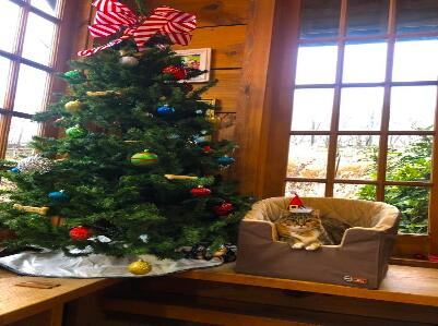 Shannon Veterinary Services