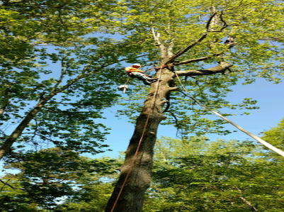 V&B Tree Removal LLC