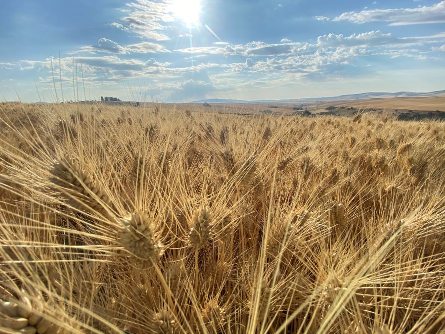 Close up of wheat in a field in the Palouse