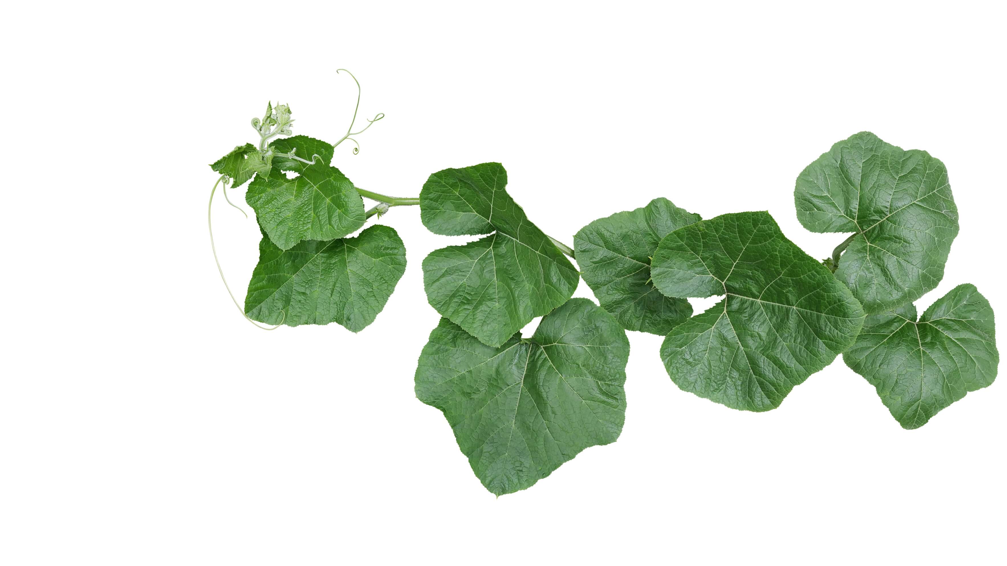 Pumpkin Leaves