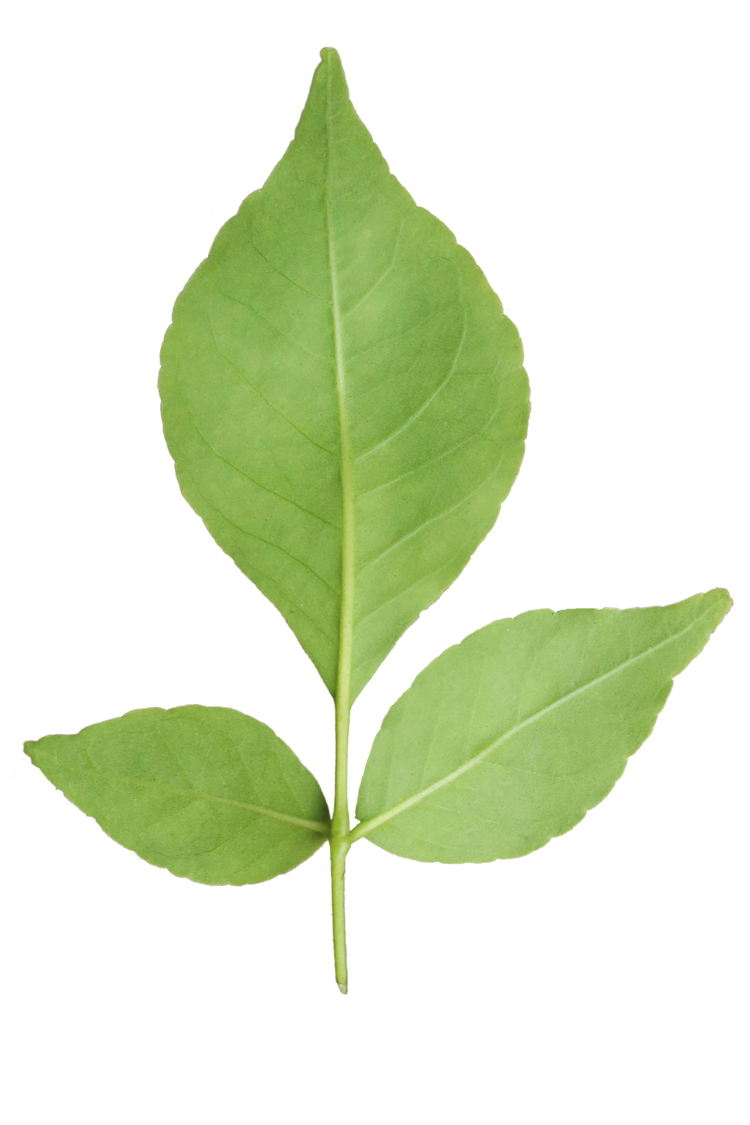 Bilipatra