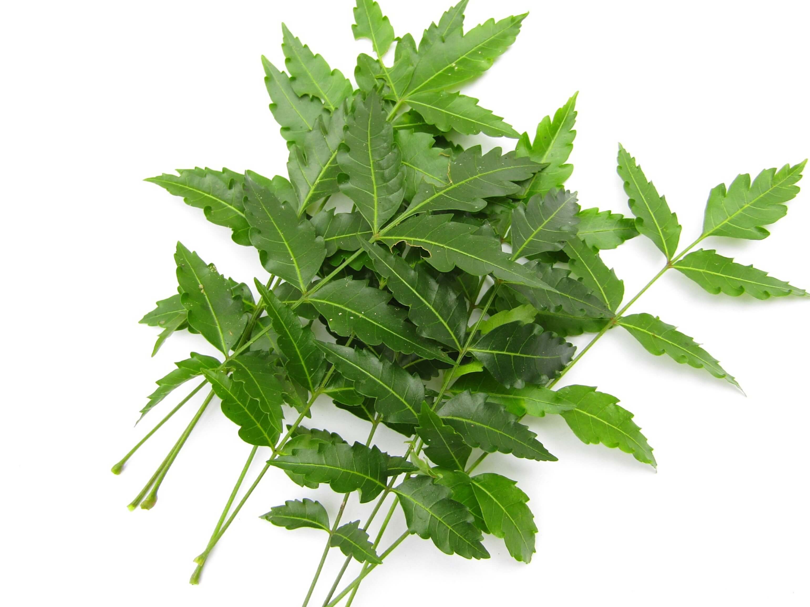 Neem Leaves Bunch