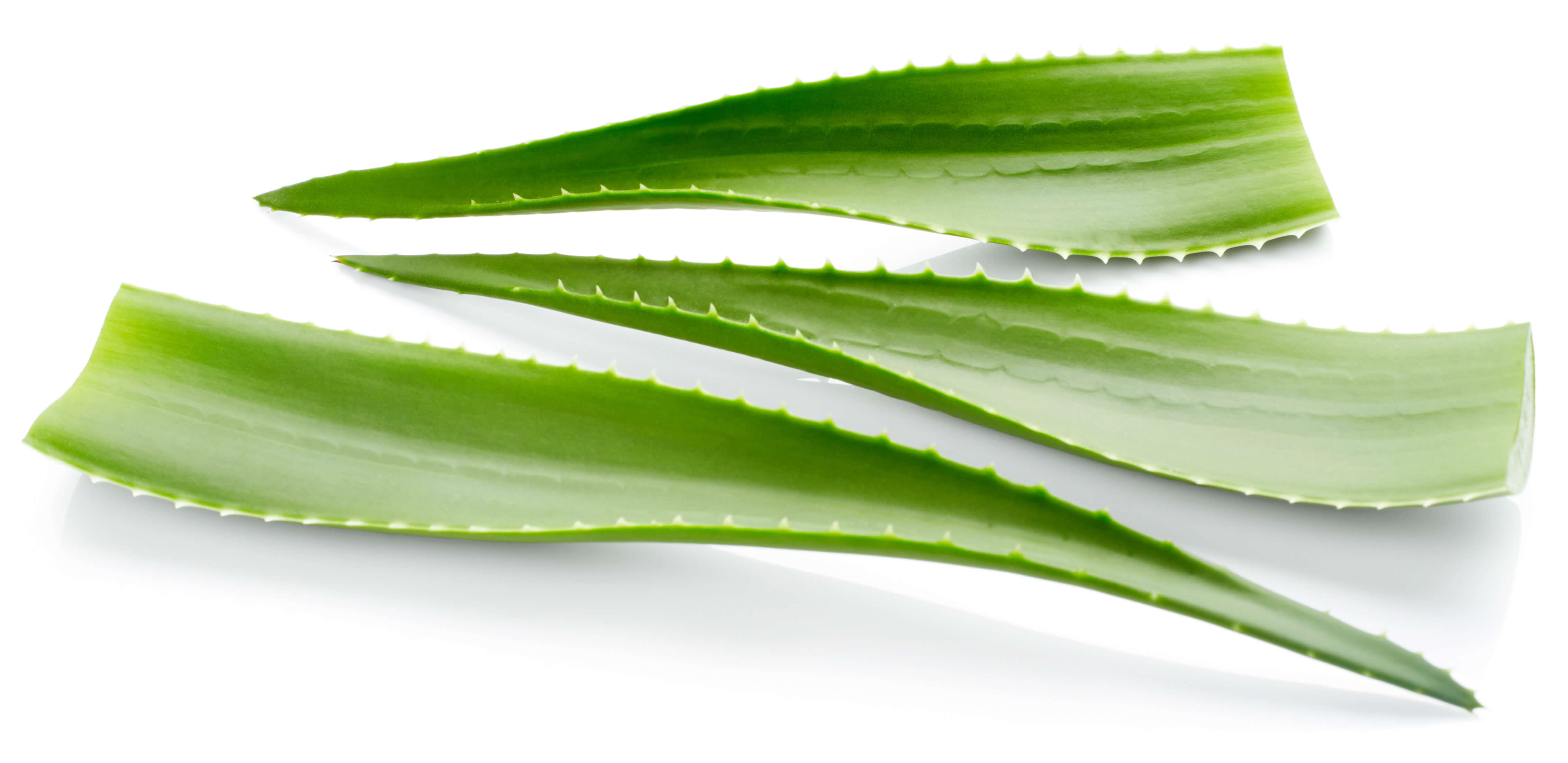 Aloe Vera Leaves