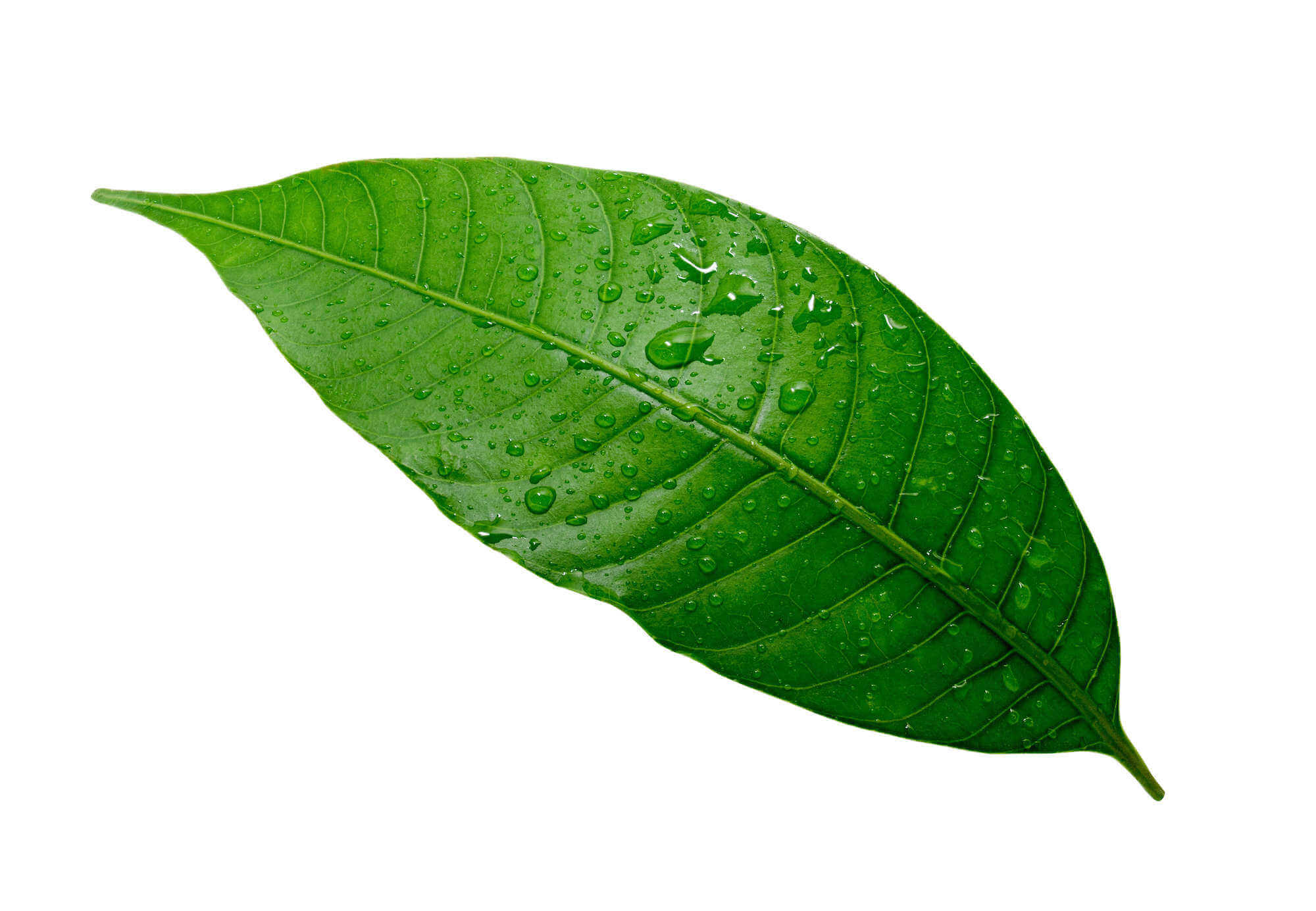 Mango Leaves (Mango Leaf) - 5 Count