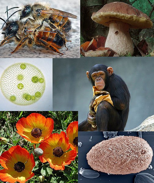 505px-Eukaryota_diversity_2.jpg