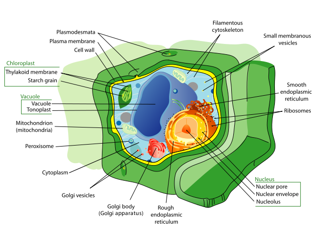 649px-Plant_cell_structure_svg.png