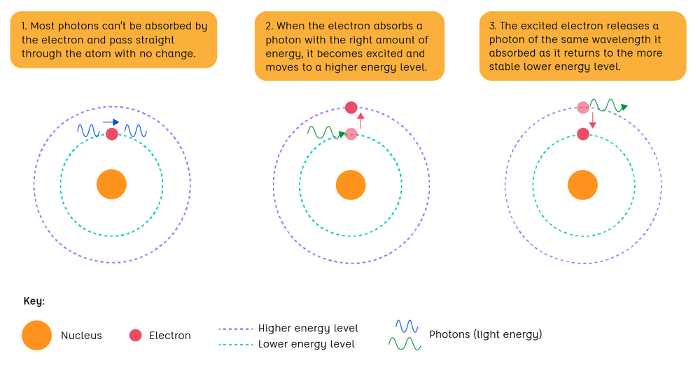 Diagram of an electron initially in a low energy level around a nucleus. Part 1: Most photons can't be absorbed by the electron and pass straight through the atom with no change. Part 2: When the electron absorbs a photon with the right amount of energy, it becomes excited and moves to a higher energy level. Step 3: The excited electron releases a photon of the same wavelength it absorbed as it returns to the more stable lower energy level.
