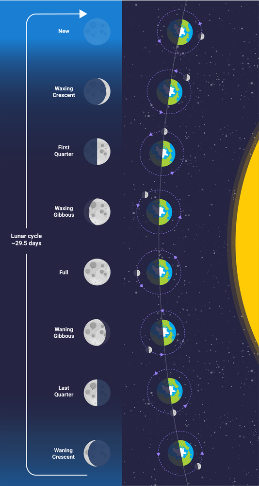 Moon phases diagram showing how as the Moon orbits Earth, we see different amounts of the Moon's surface lit up by the Sun.
