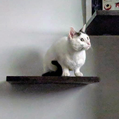 Black and White cat sitting on a shelf
