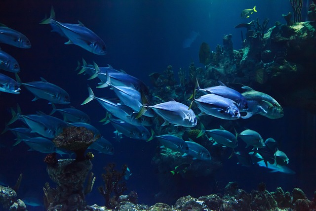 1 Hour Aquarium Relaxing